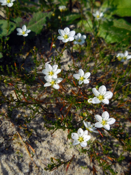 Pflanzenbild gross Knotiges Mastkraut - Sagina nodosa