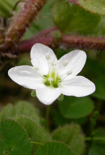 Pflanzenbild gross Knotiges Mastkraut - Sagina nodosa