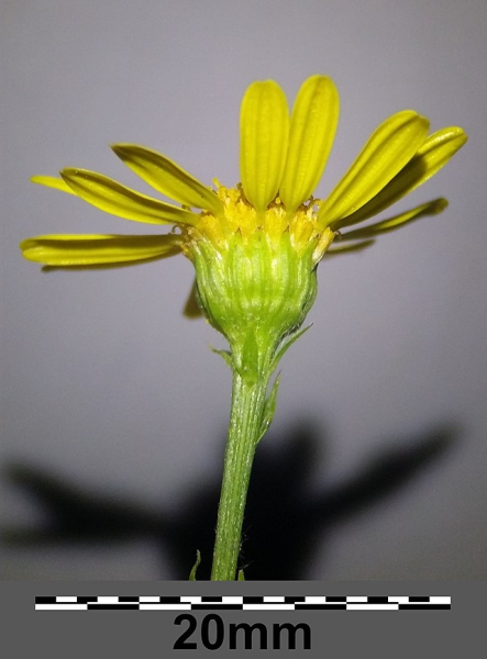 Pflanzenbild gross Wasser-Greiskraut - Senecio aquaticus