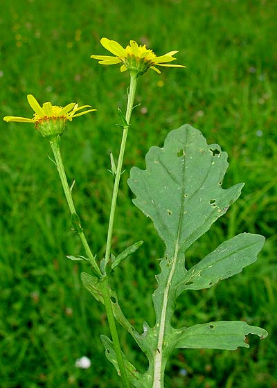 Pflanzenbild gross Wasser-Greiskraut - Senecio aquaticus