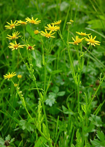 Pflanzenbild gross Wasser-Greiskraut - Senecio aquaticus