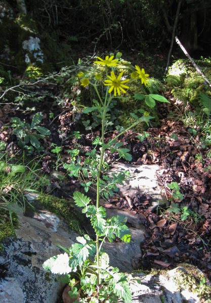 Pflanzenbild gross Wasser-Greiskraut - Senecio aquaticus