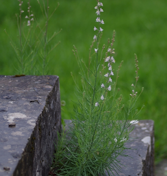 Pflanzenbild gross Gestreiftes Leinkraut - Linaria repens