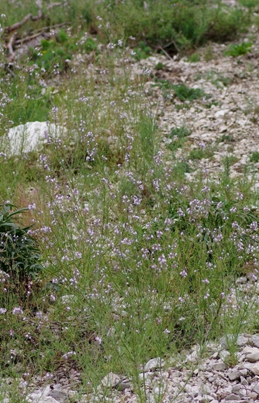Pflanzenbild gross Gestreiftes Leinkraut - Linaria repens