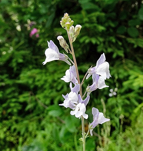 Pflanzenbild gross Gestreiftes Leinkraut - Linaria repens