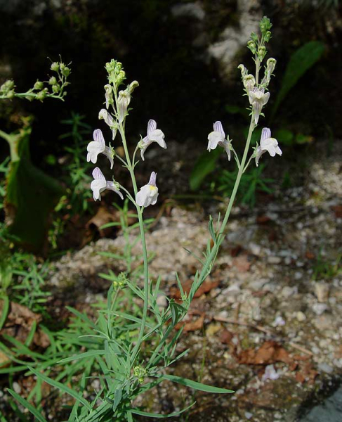 Pflanzenbild gross Gestreiftes Leinkraut - Linaria repens
