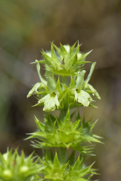 Pflanzenbild gross Ysopblättriges Gliedkraut - Sideritis hyssopifolia