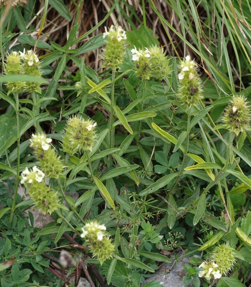 Pflanzenbild gross Ysopblättriges Gliedkraut - Sideritis hyssopifolia