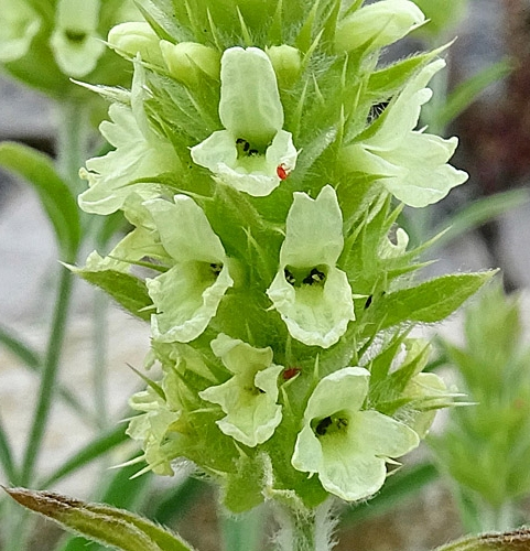 Pflanzenbild gross Ysopblättriges Gliedkraut - Sideritis hyssopifolia