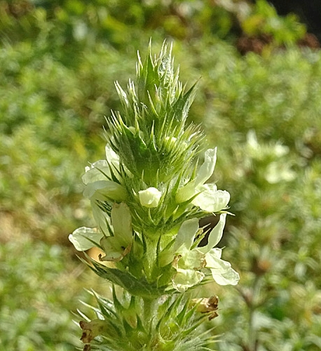 Pflanzenbild gross Ysopblättriges Gliedkraut - Sideritis hyssopifolia