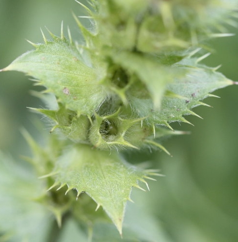 Pflanzenbild gross Ysopblättriges Gliedkraut - Sideritis hyssopifolia