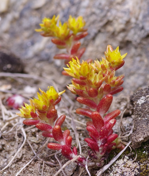 Pflanzenbild gross Einjähriger Mauerpfeffer - Sedum annuum