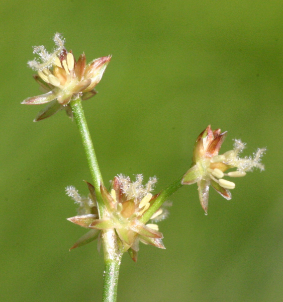 Pflanzenbild gross Glieder-Binse - Juncus articulatus