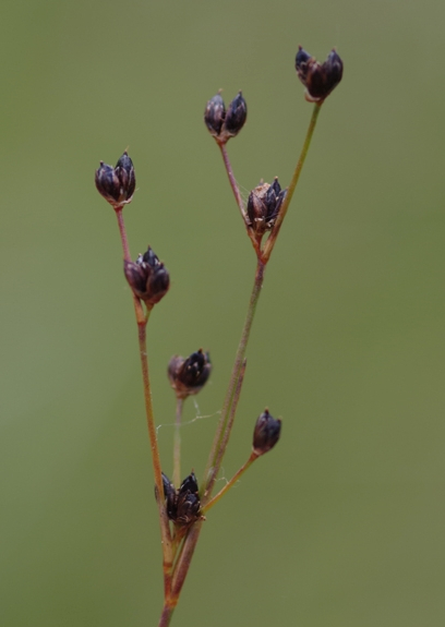 Pflanzenbild gross Glieder-Binse - Juncus articulatus