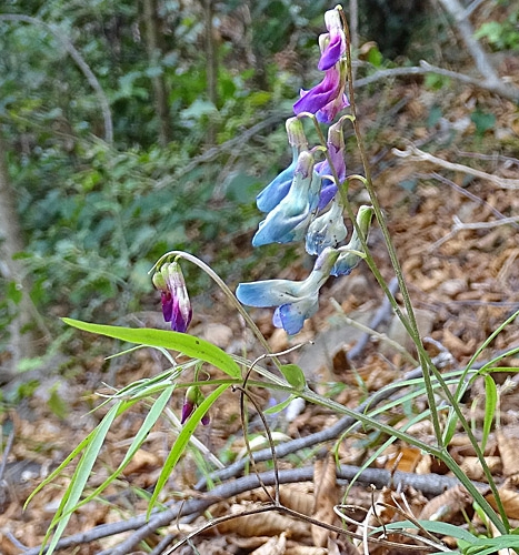 Pflanzenbild gross Zierliche Frühlings-Platterbse - Lathyrus vernus subsp. gracilis