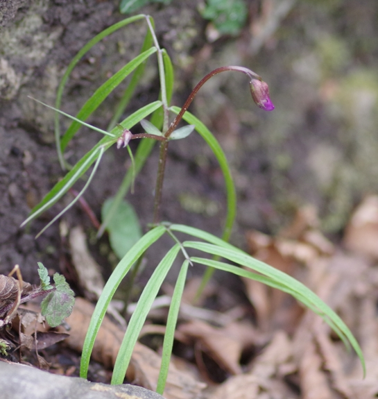 Pflanzenbild gross Zierliche Frühlings-Platterbse - Lathyrus vernus subsp. gracilis