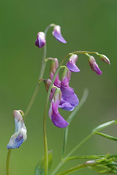 Pflanzenbild gross Zierliche Frühlings-Platterbse - Lathyrus vernus subsp. gracilis