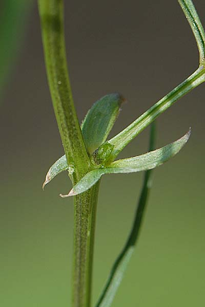 Pflanzenbild gross Zierliche Frühlings-Platterbse - Lathyrus vernus subsp. gracilis