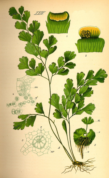 Pflanzenbild gross Venushaar - Adiantum capillus-veneris