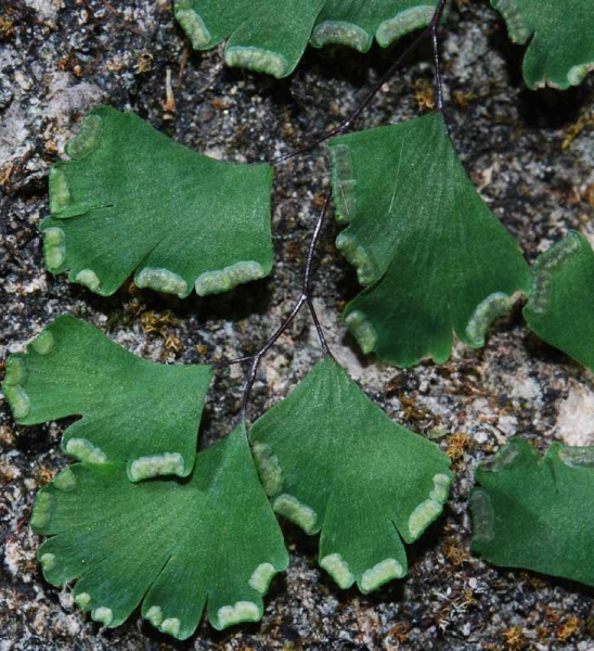 Pflanzenbild gross Venushaar - Adiantum capillus-veneris