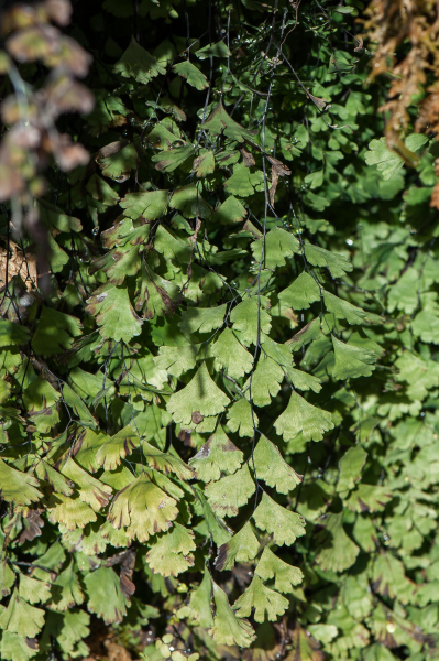 Pflanzenbild gross Venushaar - Adiantum capillus-veneris