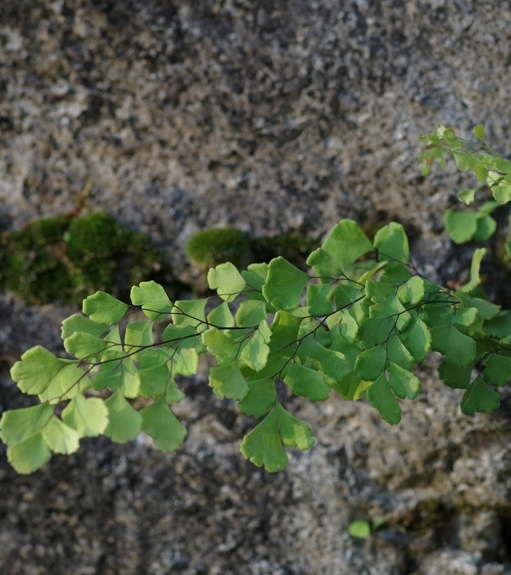 Pflanzenbild gross Venushaar - Adiantum capillus-veneris