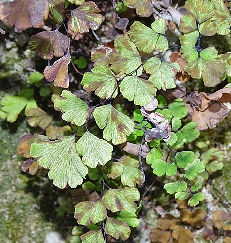 Pflanzenbild gross Venushaar - Adiantum capillus-veneris