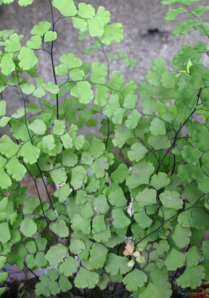 Pflanzenbild gross Venushaar - Adiantum capillus-veneris