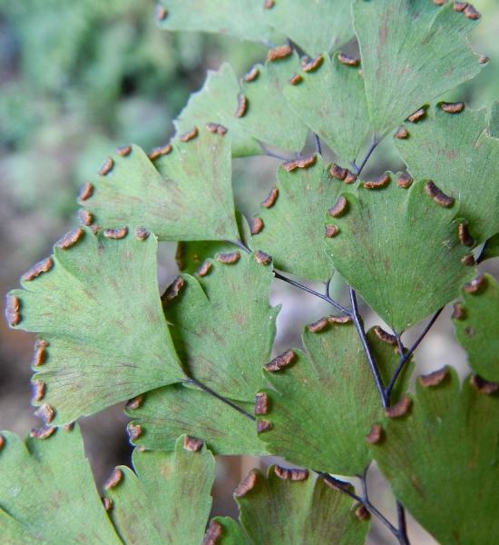 Pflanzenbild gross Venushaar - Adiantum capillus-veneris