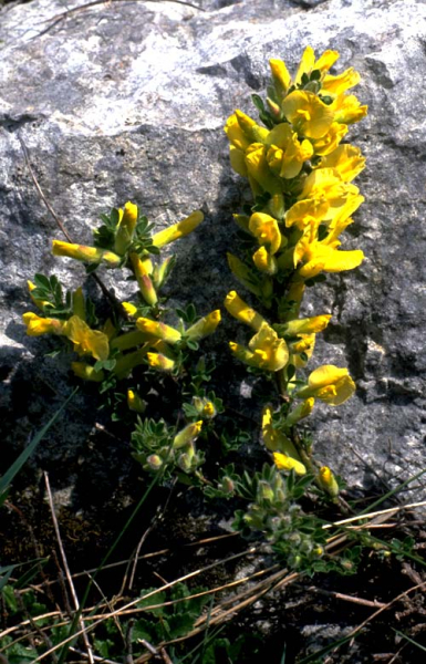 Pflanzenbild gross Behaarter Zwergginster - Chamaecytisus hirsutus