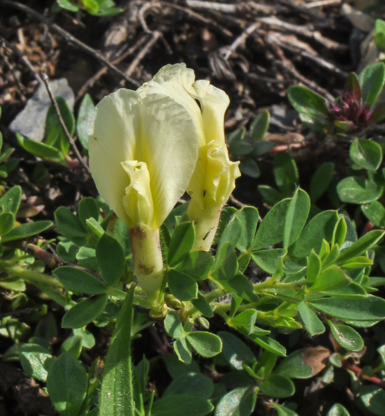 Pflanzenbild gross Behaarter Zwergginster - Chamaecytisus hirsutus