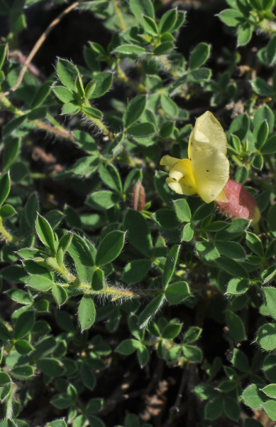 Pflanzenbild gross Behaarter Zwergginster - Chamaecytisus hirsutus