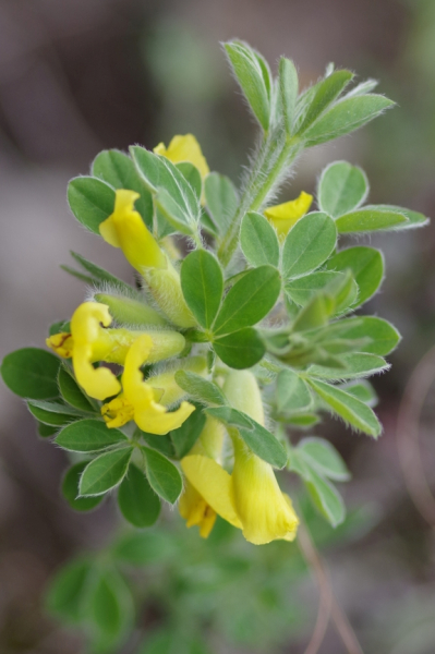 Pflanzenbild gross Behaarter Zwergginster - Chamaecytisus hirsutus