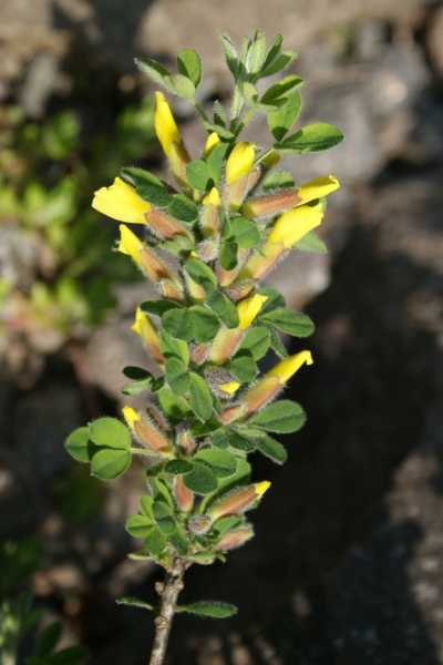 Pflanzenbild gross Behaarter Zwergginster - Chamaecytisus hirsutus