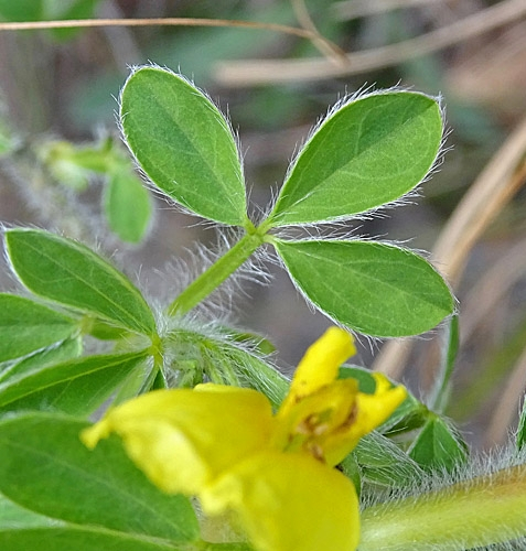 Pflanzenbild gross Behaarter Zwergginster - Chamaecytisus hirsutus