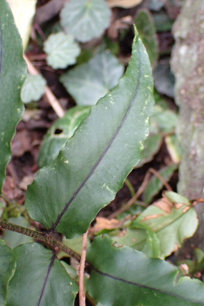 Pflanzenbild gross Fortunes Sichelfarn - Cyrtomium fortunei