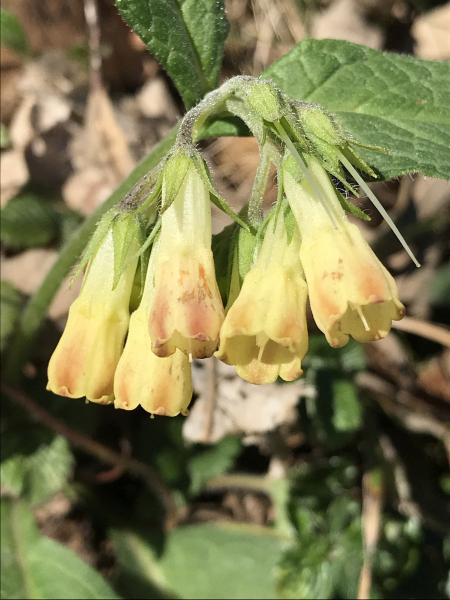 Pflanzenbild gross Knotige Wallwurz - Symphytum tuberosum