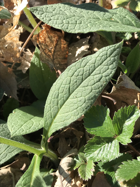 Pflanzenbild gross Knotige Wallwurz - Symphytum tuberosum