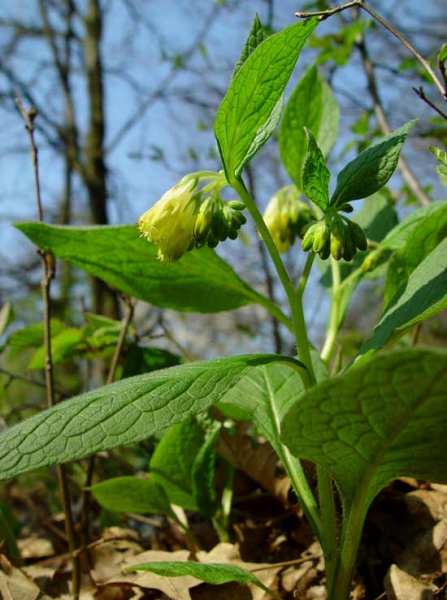 Pflanzenbild gross Knotige Wallwurz - Symphytum tuberosum