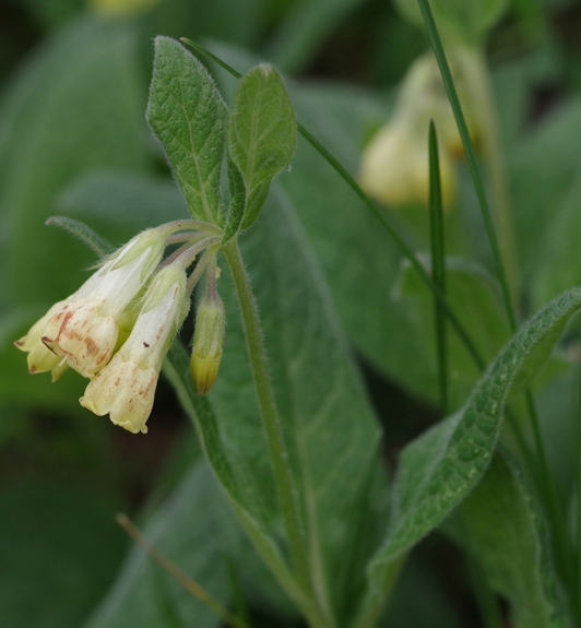 Pflanzenbild gross Knotige Wallwurz - Symphytum tuberosum