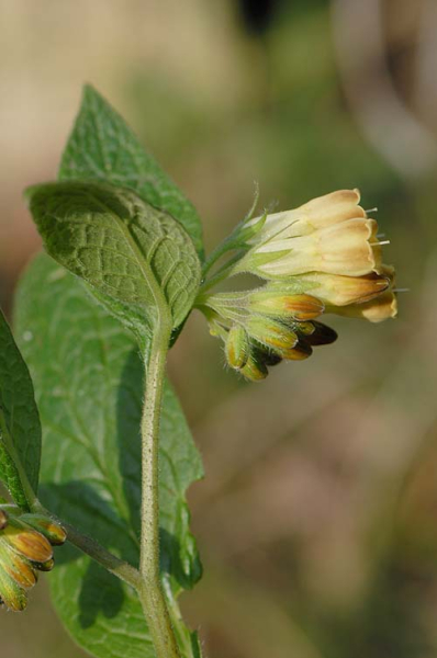 Pflanzenbild gross Knotige Wallwurz - Symphytum tuberosum