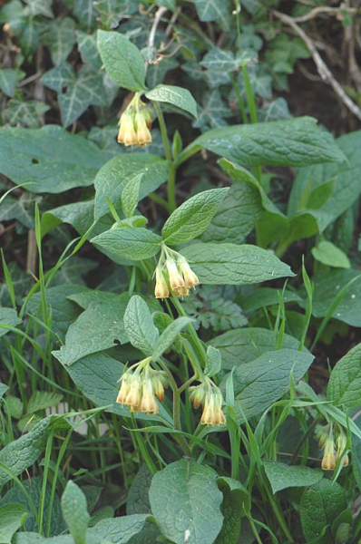 Pflanzenbild gross Knotige Wallwurz - Symphytum tuberosum