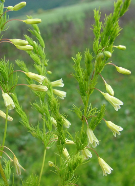 Pflanzenbild gross Zartblättriger Spargel - Asparagus tenuifolius
