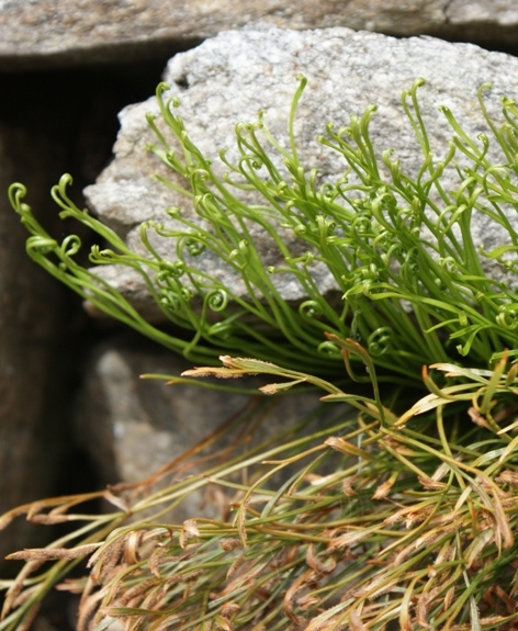 Pflanzenbild gross Nordischer Streifenfarn - Asplenium septentrionale