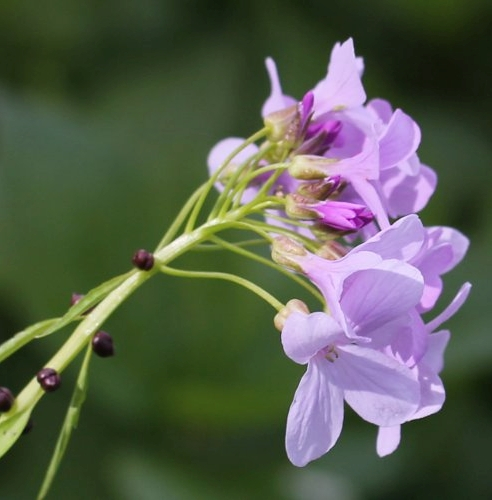 Pflanzenbild gross Knöllchentragende Zahnwurz - Cardamine bulbifera