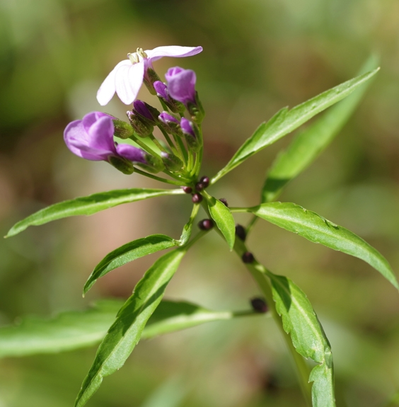 Pflanzenbild gross Knöllchentragende Zahnwurz - Cardamine bulbifera