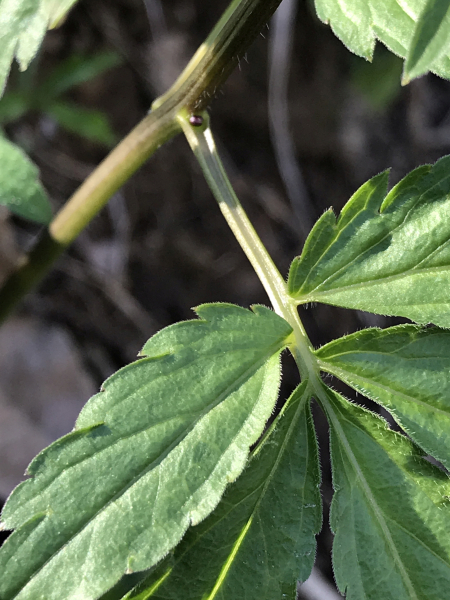 Pflanzenbild gross Knöllchentragende Zahnwurz - Cardamine bulbifera