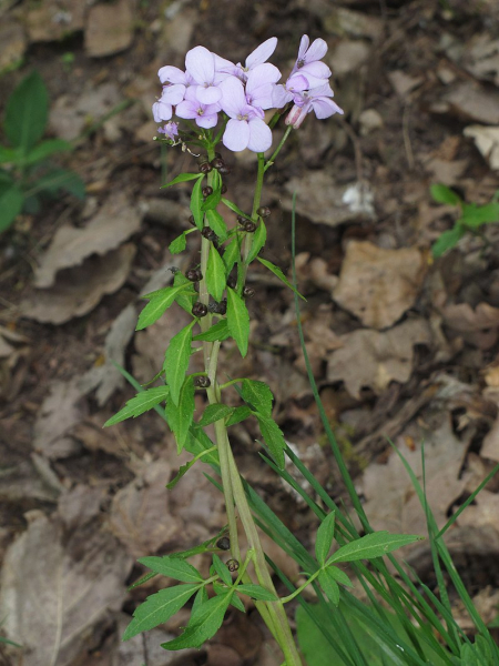 Pflanzenbild gross Knöllchentragende Zahnwurz - Cardamine bulbifera