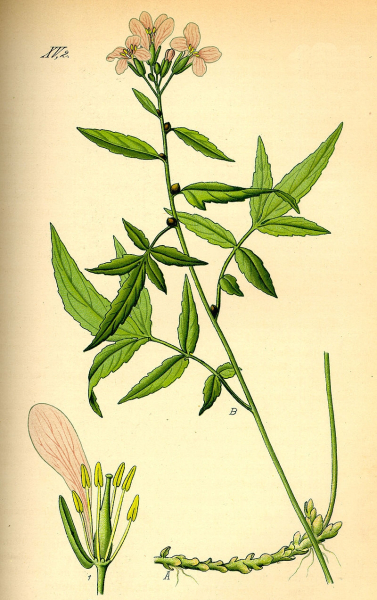 Pflanzenbild gross Knöllchentragende Zahnwurz - Cardamine bulbifera