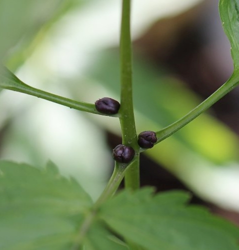 Pflanzenbild gross Knöllchentragende Zahnwurz - Cardamine bulbifera